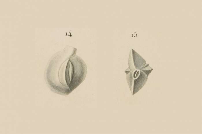 Image of Quinqueloculina lamarckiana d'Orbigny 1839
