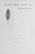 Image de <i>Navicula subcreta</i> Frenguelli 1941