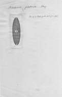 Image of <i>Neidium platense</i> Frenguelli 1941