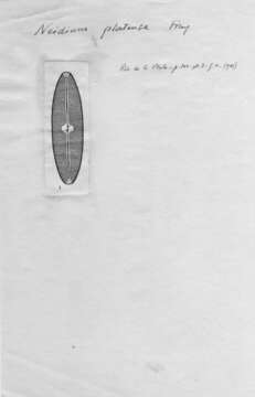 Image of <i>Neidium platense</i> Frenguelli 1941