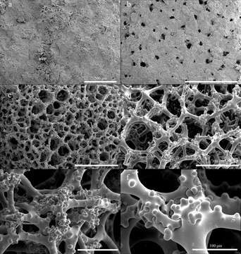 Image of Macandrewia yapensis Gong, Lim, Yang & Li 2021