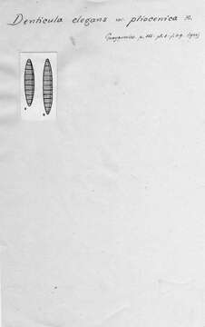 صورة <i>Denticula elegans</i> var. <i>pliocenica</i> Frenguelli 1934