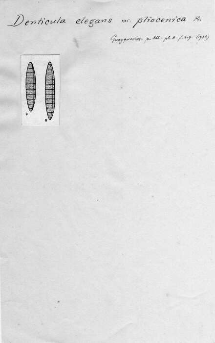 صورة <i>Denticula elegans</i> var. <i>pliocenica</i> Frenguelli 1934