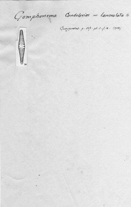 Image of <i>Gomphonema candelariae</i> var. <i>lanceolata</i> Frenguelli 1934