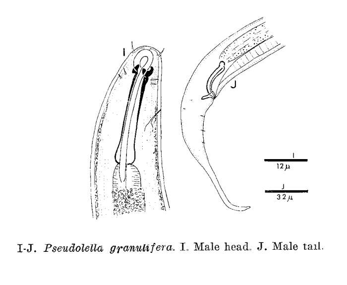 Image of Pseudolella granulifera Cobb 1920