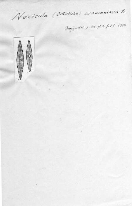 Image of <i>Navicula araucaniana</i> Frenguelli 1934