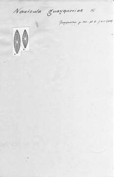 Image of <i>Navicula guayqueriae</i> Frenguelli 1934