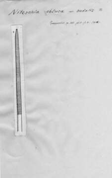 Image of <i>Nitzschia obtusa</i> var. <i>sodalis</i> Frenguelli 1934
