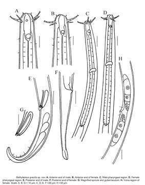 Imagem de Bathylaimus gracilis Hao & Huang 2021