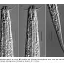 Image de Bathylaimus gracilis Hao & Huang 2021