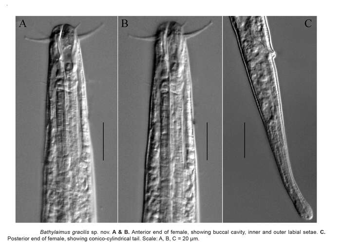 Imagem de Bathylaimus gracilis Hao & Huang 2021