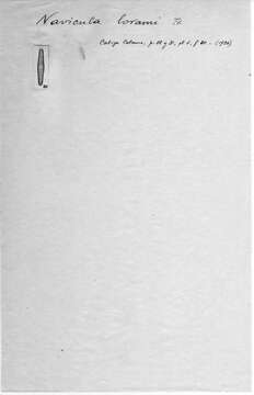 Image of <i>Navicula lorami</i> Frenguelli 1936