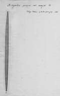 Image of <i>Nitzschia punae</i> var. <i>major</i> Frenguelli 1936