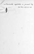 Image of <i>Navicula capitulata</i> var. <i>punensis</i> Frenguelli 1939