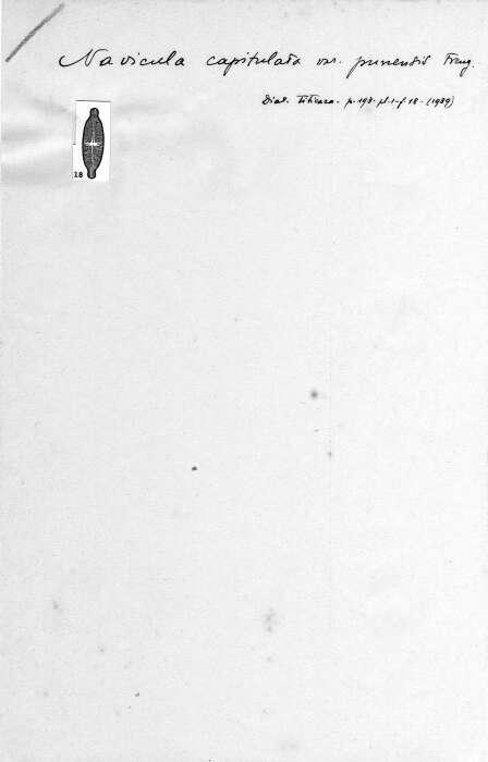 Image of <i>Navicula capitulata</i> var. <i>punensis</i> Frenguelli 1939