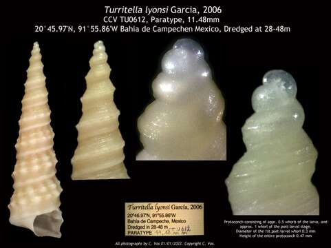 صورة Turritella lyonsi Garcia 2006