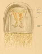 Image of Turritopsis rubra (Farquhar 1895)