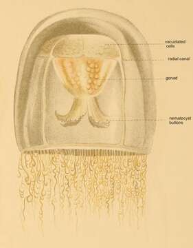 Image of Turritopsis rubra (Farquhar 1895)