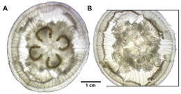 Image of Aurelia pseudosolida Garić & Batistić 2022