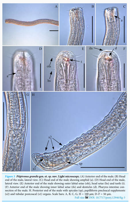 Image of Piipironus grandis Zograf & Mordukhovich 2022