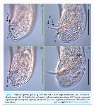 Piipironus grandis Zograf & Mordukhovich 2022的圖片