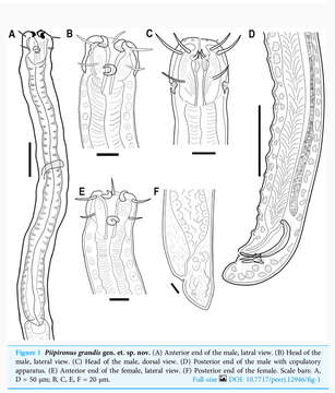 صورة Piipironus grandis Zograf & Mordukhovich 2022