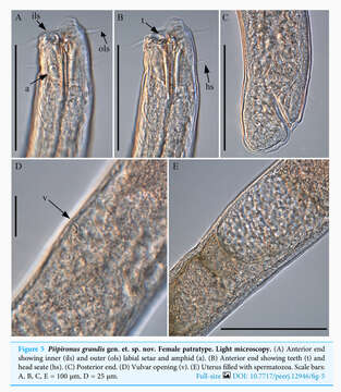 صورة Piipironus grandis Zograf & Mordukhovich 2022