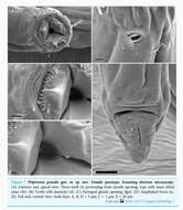 Image of Piipironus grandis Zograf & Mordukhovich 2022