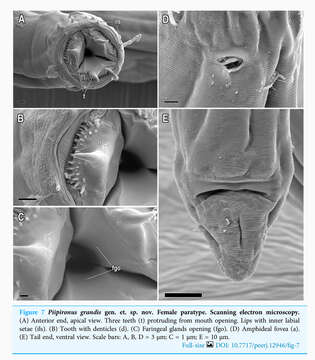 صورة Piipironus grandis Zograf & Mordukhovich 2022