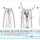 صورة Piipironus grandis Zograf & Mordukhovich 2022