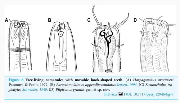 Image of Ironidae de Man 1876