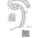 Imagem de Apenodraconema chlidosis Allen & Noffsinger 1978