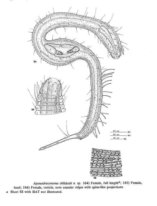 Image de Apenodraconema chlidosis Allen & Noffsinger 1978
