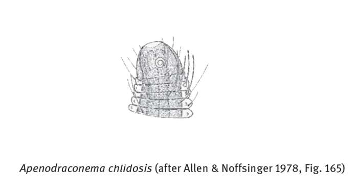 Image of Apenodraconema Allen & Noffsinger 1978