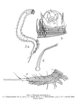 Imagem de Apenodraconema spinicaudum (Gerlach 1958)