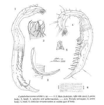 Sivun Bathychaetosoma Decraemer, Gourbault & Backeljau 1997 kuva