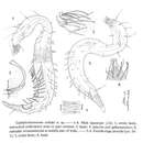 Image de Bathychaetosoma uchidai (Kito 1983) Decraemer, Gourbault & Backeljau 1997