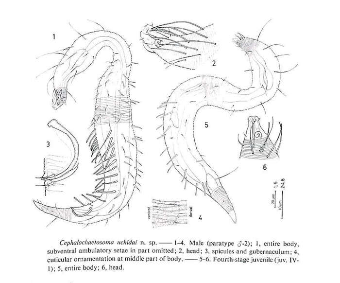 Image of Bathychaetosoma uchidai (Kito 1983) Decraemer, Gourbault & Backeljau 1997