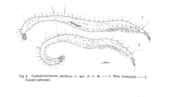 Image de Cephalochaetosoma pacificum Kito 1983