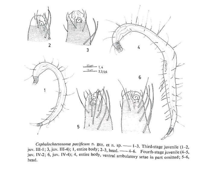 Image de Cephalochaetosoma pacificum Kito 1983