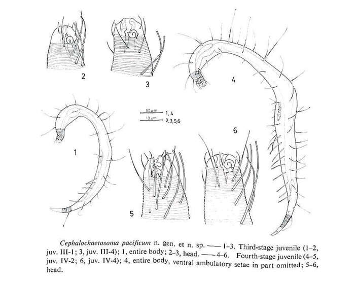 Image of Cephalochaetosoma pacificum Kito 1983