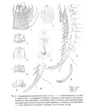 Image de Cephalochaetosoma Kito 1983