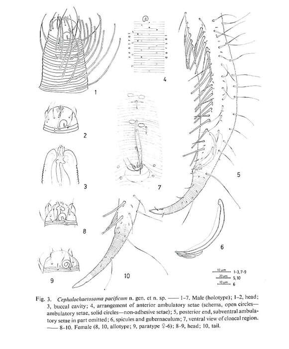 Image de Cephalochaetosoma Kito 1983