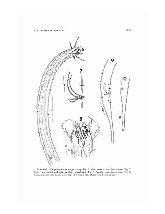 Image of Enoplolaimus de Man 1893
