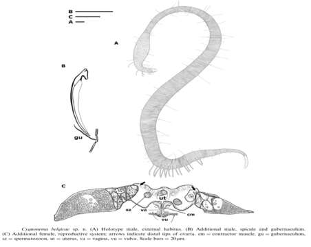 Image of Cygnonema belgicae Raes, Decraemer & Vanreusel 2006