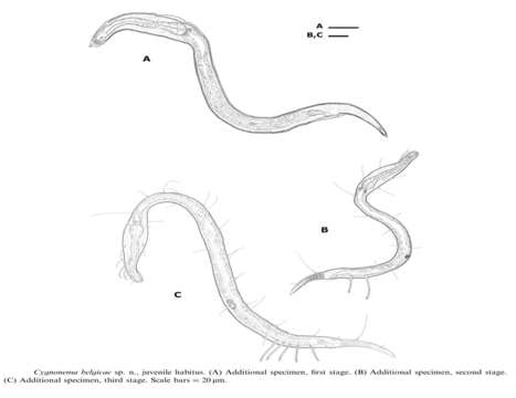 Image de Cygnonema belgicae Raes, Decraemer & Vanreusel 2006