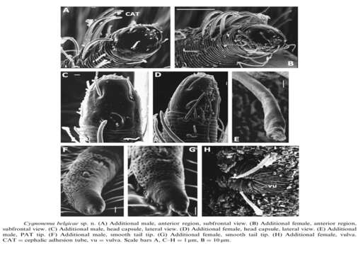 Image de Cygnonema belgicae Raes, Decraemer & Vanreusel 2006