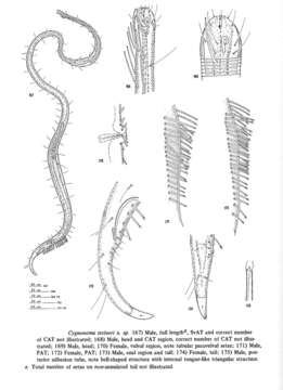 Image of Cygnonema steineri Allen & Noffsinger 1978