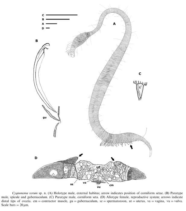 Image of Cygnonema verum Raes, Decraemer & Vanreusel 2006