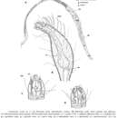 Image of Cygnonema verum Raes, Decraemer & Vanreusel 2006